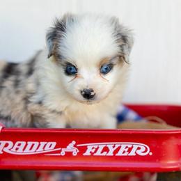 Freedom - Blue merle male Miniature Australian Shepherd puppy in Granbury, Texas from Texas Miniature Aussies