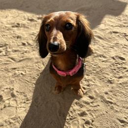 Xena - Dachshund