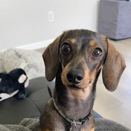 Bentley - Dachshund