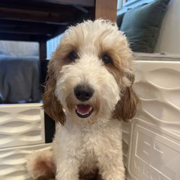 Minnie - Goldendoodle