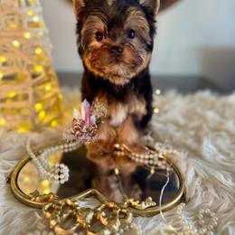 Jasper (Ready Now) Small Male - Black and tan male Yorkshire Terrier puppy in Pittsburg, California from Crystal Garden Yorkies