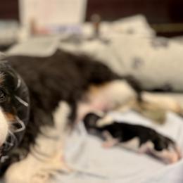 Tricolor Boy - Tri-color male Cavalier King Charles Spaniel puppy in Blanding, Utah from Blue House Cavaliers