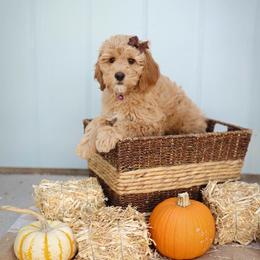Raven - Red  female Goldendoodle puppy in Boise, Idaho from Goldendoodle Baby