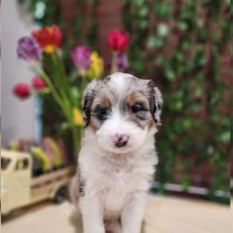 John - Blue merle Aussiedoodle puppy in Moreno Valley, California from Rainbow SoCal Doodles