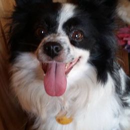 Papillon All Grown Up from Winddancers Papillons