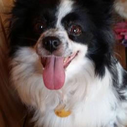 Papillon All Grown Up from Winddancers Papillons