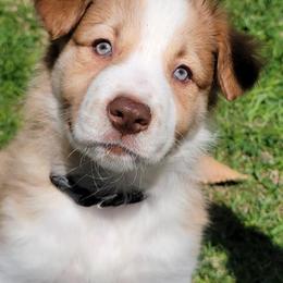 Border Collie Puppies from Lil Maine Border Collies