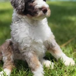 Aussiedoodle and Australian Mountain Doodle Puppies from Jagged Oaks Farm