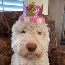 Lagotti Romagnoli from Curly Acres Lagotto Romagnolo