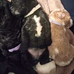 Poodle Puppies from White Willow Poodles