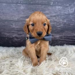 Shield - Sable male Goldendoodle puppy in Utah County, Utah from Big Hearted Breeders