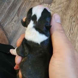 Boston Terrier puppies from Dashy’s Kennel
