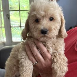 Jack - Cream male Goldendoodle puppy in Springfield, Pennsylvania from Lesher Goodwin Goldendoodles