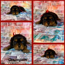 Onyxglow - Black and tan male Cavalier King Charles Spaniel puppy in De Pere, Wisconsin from Rose Garden Kennels