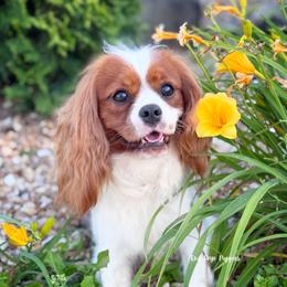Winona - Cavalier King Charles Spaniel
