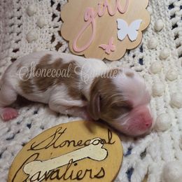 TBD Blenheim female 2 - Blenheim female Cavalier King Charles Spaniel puppy in Kermit, West Virginia from Stonecoal Cavaliers