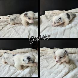 Girl 1 - Blue merle and white female American Corgi puppy in Natchitoches. La, Louisiana from Bleu Bayou Corgis