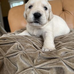 Boy 3 - Light golden male Golden Retriever puppy in Turner, Maine from Bear Pond Retrievers
