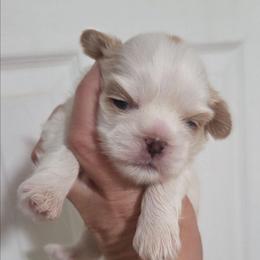 Biscuit - White male Shih Tzu puppy in Waynesboro, Pennsylvania from Big Win Shih Tzus