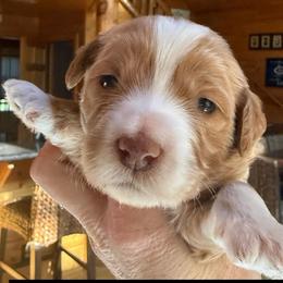 Cashmere - Apricot male Goldendoodle puppy in Pine Grove, California from Lundee Doodles