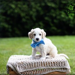 Australian Labradoodle Puppies from South Mitten Labradoodles