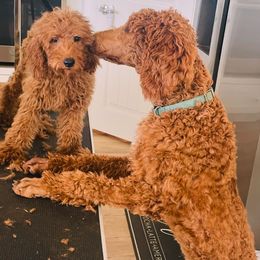 Zoey - Poodle