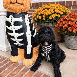 Benjamin - Black male Goldendoodle puppy in Macclenny, Florida from Baker County Goldendoodles