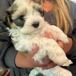 Girl 3 - Red sable female Havanese puppy in Deer Island, Oregon from Andorra