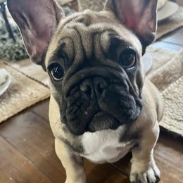 French Bulldog Puppies from Yellowstone Frenchies
