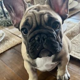 French Bulldog Puppies from Yellowstone Frenchies