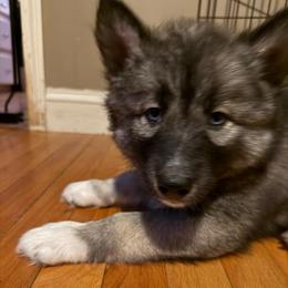 Jupiter - Black and white male Siberian Husky puppy in Upton, Massachusetts from Toe Bean Huskies