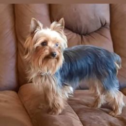 Branch - Yorkshire Terrier