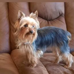 Branch - Yorkshire Terrier