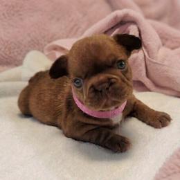 Coco Puff - Liver female French Bulldog puppy in Las Vegas, Nevada from Fabulousbulldogs LLC