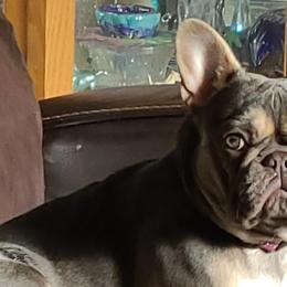 French Bulldogs and Miniature Schnauzers from Kristy's French Bulldogs & Mini Schnauzers