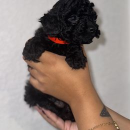 Poodle and Yorkshire Terrier Puppies from Cotton Furbabies