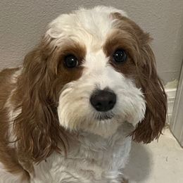 Lilly - Cavapoo