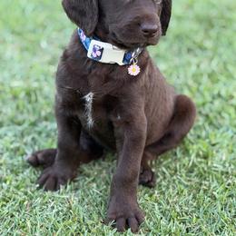 Remi lou - Chocolate female Labradoodle puppy in Georgetown, South Carolina from Muddy Bay Kennels