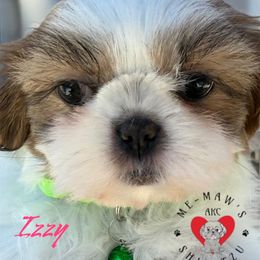 Isabel - Liver and white female Shih Tzu puppy in Rolling Hills, California from MeMaw Shih Tzus