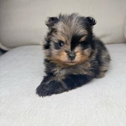 Latte - Blue merle male Pomeranian puppy in Newport News, Virginia from Nel’s Pomeranians
