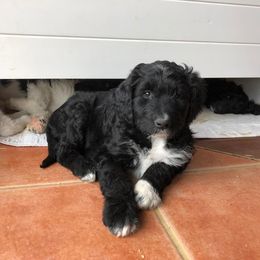 Aussiedoodle Puppies from Stone Table Ranch