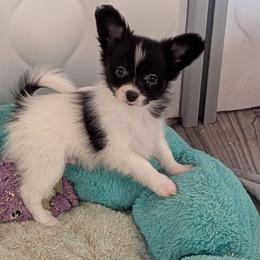 Tinsel - White and black male Papillon puppy in Joshua, Texas from Summertime Kennels
