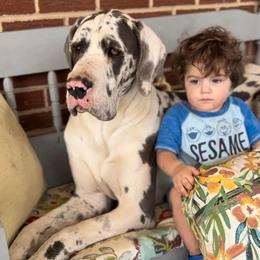 Ginny - Harlequin female Great Dane puppy in Howe, Texas from Bright Danes of Texas