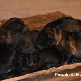Girl 6 - Sable female German Shepherd puppy in Mariana, Florida from Haus M Godwin