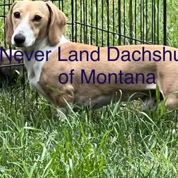 Dachshunds from Never Land Dachshunds of Montana