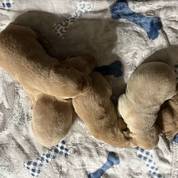 Boy 5 - Yellow male Labrador Retriever puppy in Jacksboro, Texas from J and D Retrievers