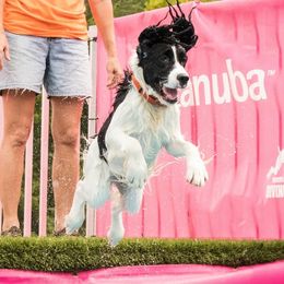 Cuda - English Springer Spaniel