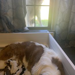 Newfoundland, Poodle, Saint Berdoodle, and Saint Bernard Puppies from Mammoth Doodles