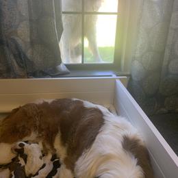 Newfoundland, Poodle, Saint Berdoodle, and Saint Bernard Puppies from Mammoth Doodles