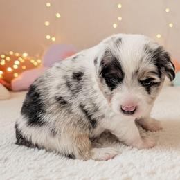 Frank - Blue merle male Toy Australian Shepherd puppy in Mountain Home, Idaho from LJK Boxers & Toy Aussies